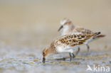 Kleine Strandloper (Calidris minuta)