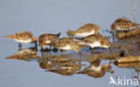 Kleine Strandloper (Calidris minuta)