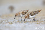 Kleine Strandloper (Calidris minuta)