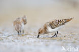 Kleine Strandloper (Calidris minuta)