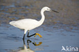 Kleine Zilverreiger (Egretta garzetta)