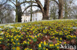 Winter Aconite (Eranthis hyemalis)