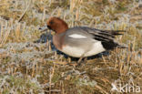 Wigeon (Anas penelope)