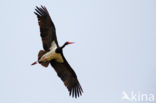 Zwarte Ooievaar (Ciconia nigra)