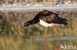 Zwarte Ooievaar (Ciconia nigra)