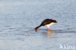 Black Stork (Ciconia nigra)