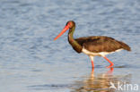 Zwarte Ooievaar (Ciconia nigra)