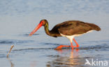 Black Stork (Ciconia nigra)