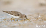 Temmincks Strandloper (Calidris temminckii)