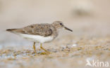 Temmincks Strandloper (Calidris temminckii)