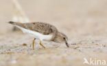 Temmincks Strandloper (Calidris temminckii)