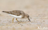 Temmincks Strandloper (Calidris temminckii)