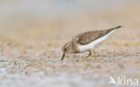 Temmincks Strandloper (Calidris temminckii)