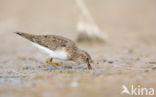 Temminck s Stint (Calidris temminckii)