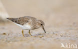 Temmincks Strandloper (Calidris temminckii)