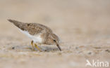 Temminck s Stint (Calidris temminckii)