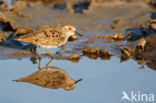 Temmincks Strandloper (Calidris temminckii)