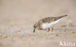 Temminck s Stint (Calidris temminckii)