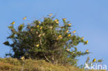 Black-headed bunting (Emberiza melanocephala)