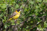 Zwartkopgors (Emberiza melanocephala)