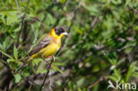 Zwartkopgors (Emberiza melanocephala)