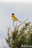 Zwartkopgors (Emberiza melanocephala)