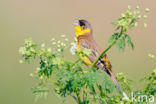 Zwartkopgors (Emberiza melanocephala)