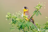 Zwartkopgors (Emberiza melanocephala)