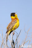 Zwartkopgors (Emberiza melanocephala)