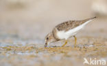 Temmincks Strandloper (Calidris temminckii)