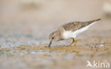 Temmincks Strandloper (Calidris temminckii)