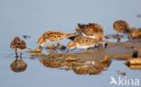 Temminck s Stint (Calidris temminckii)