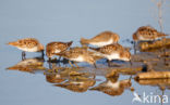 Temminck s Stint (Calidris temminckii)