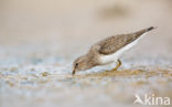 Temminck s Stint (Calidris temminckii)