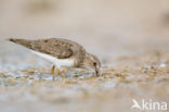 Temmincks Strandloper (Calidris temminckii)