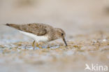 Temmincks Strandloper (Calidris temminckii)