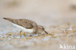 Temmincks Strandloper (Calidris temminckii)