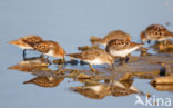 Temmincks Strandloper (Calidris temminckii)