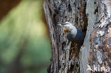 Krueper s Nuthatch (Sitta krueperi)