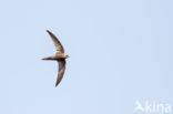 Pallid swift (Apus pallidus)