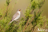 Vale Spotvogel (Hippolais pallida)