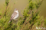 Olivaceous Warbler (Hippolais pallida)