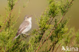 Olivaceous Warbler (Hippolais pallida)