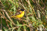 Zwartkopgors (Emberiza melanocephala)