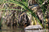 Little Bittern (Ixobrychus minutus)