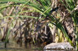 Little Bittern (Ixobrychus minutus)