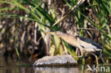 Little Bittern (Ixobrychus minutus)