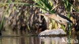 Little Bittern (Ixobrychus minutus)