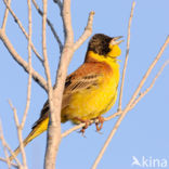 Zwartkopgors (Emberiza melanocephala)