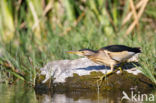 Little Bittern (Ixobrychus minutus)